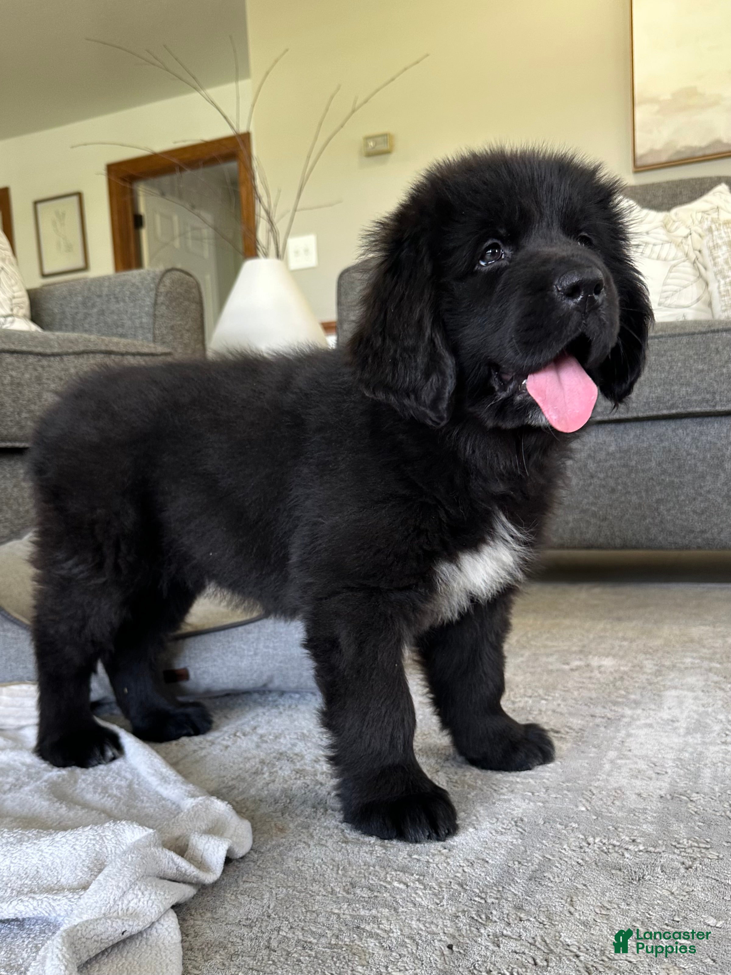 Newfoundland dogs “ Peeta” OFA, CH, AKC,  - Ad 2