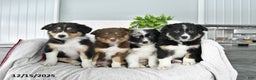 Border Collie dogs for sale: Lilac - Ad 5