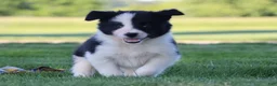 Border Collie dogs for sale: Waylon - Ad 1