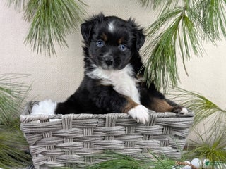 Toy Australian Shepherd dogs Banjo - Ad 2