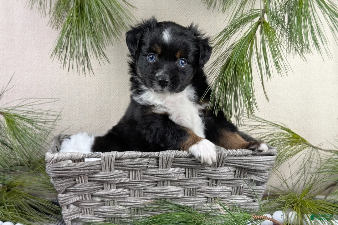 Toy Australian Shepherd dogs for sale: Banjo - Ad 18