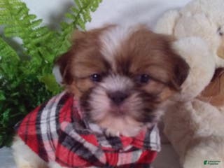 Shih Tzu dogs Cody - Ad 18