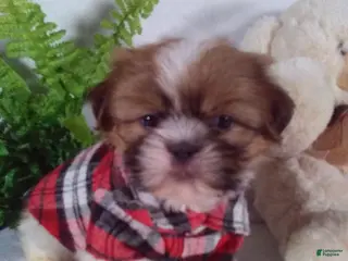Shih Tzu dogs Cody - Ad 17