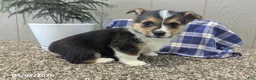 Welsh Corgi Pembroke dogs for sale: Freddy - Ad 4