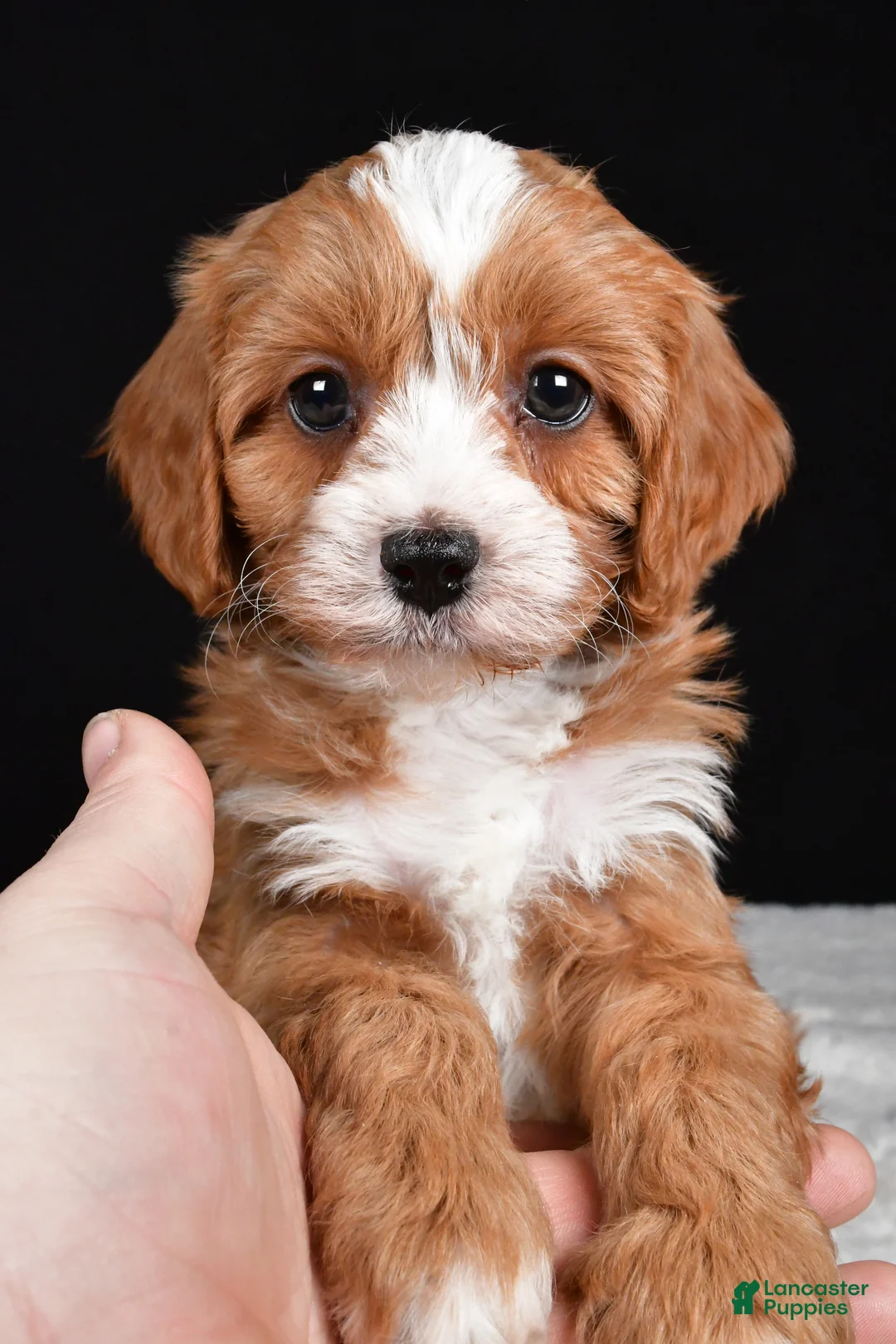 Cavapoo dogs for sale: Kendall - Ad 4