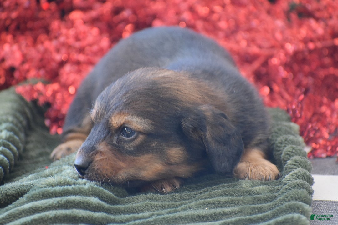 Miniature Dachshund dogs for sale: Austin - Ad 3