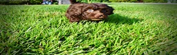 Havapoo dogs for sale: Cookie - Ad 16