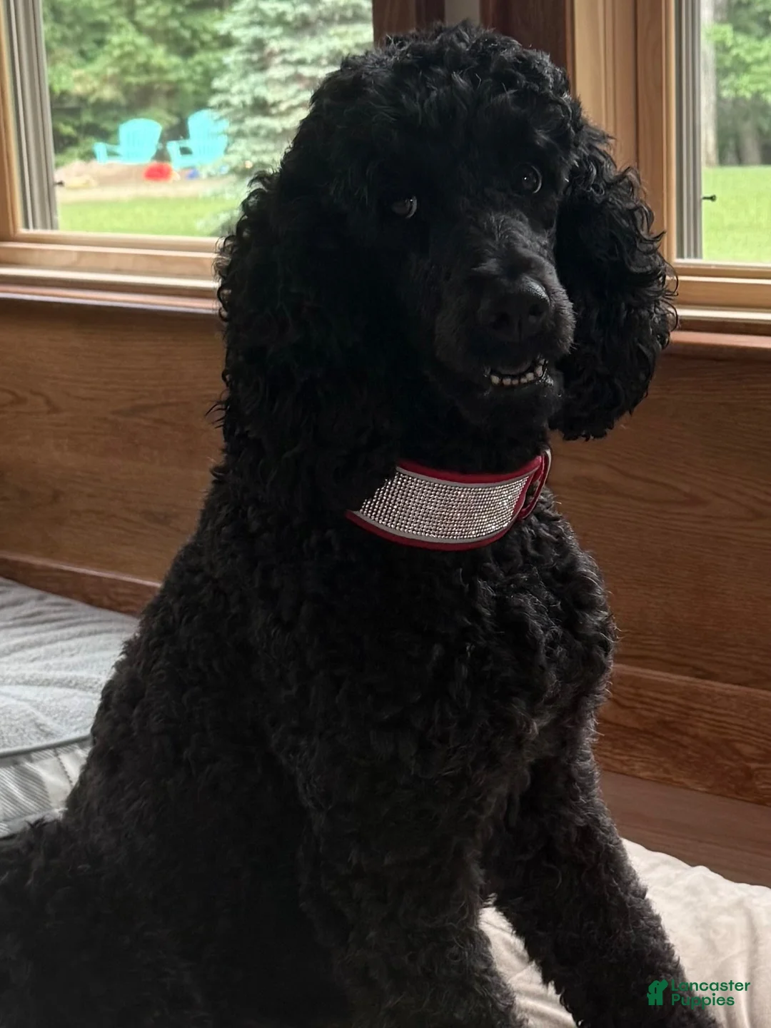 Standard Poodle dogs for sale: Standard Poodle 5 - Ad 2