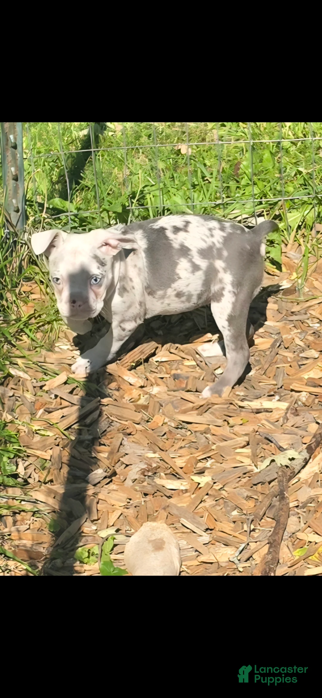 Mixed Breed dogs for sale: Apple - Ad 1