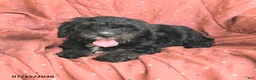 Mini Bernedoodle dogs for sale: Abby - Ad 2