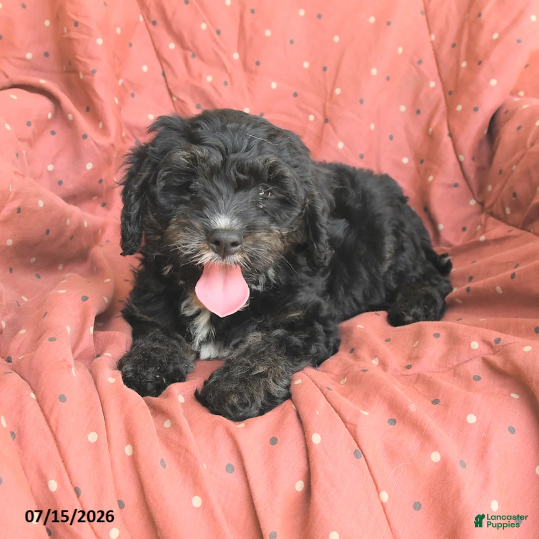 Mini Bernedoodle dogs for sale: Abby - Ad 2