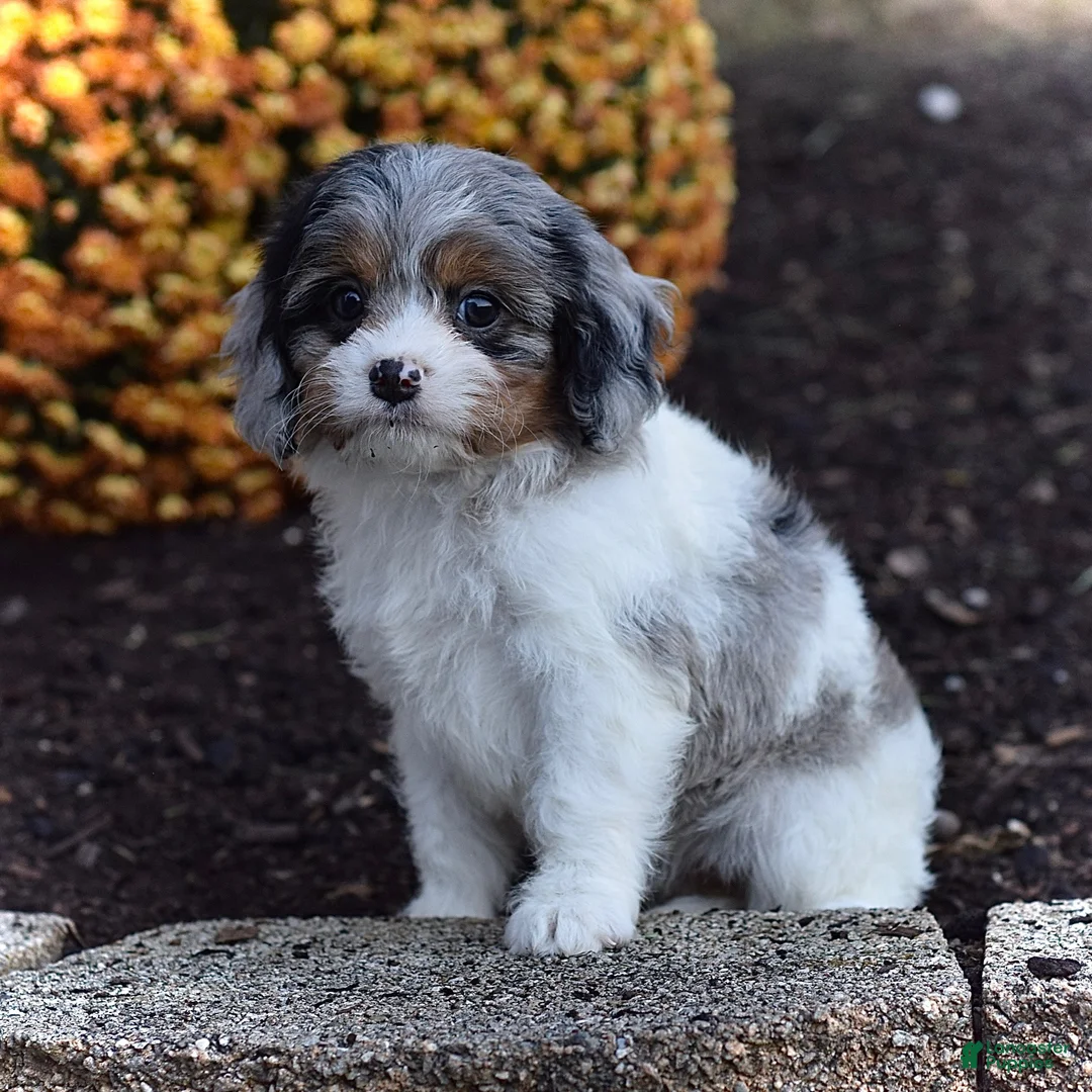Cavapoo dogs for sale: Daisy  - Ad 2