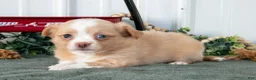 Chihuahua dogs for sale: Lola - Ad 3