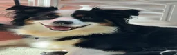 Miniature Australian Shepherd dogs for sale: Miniature Australian Shepherd 8 - Ad 9