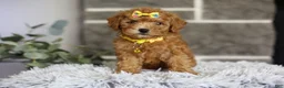 Toy Poodle dogs for sale: Amara  - Ad 13