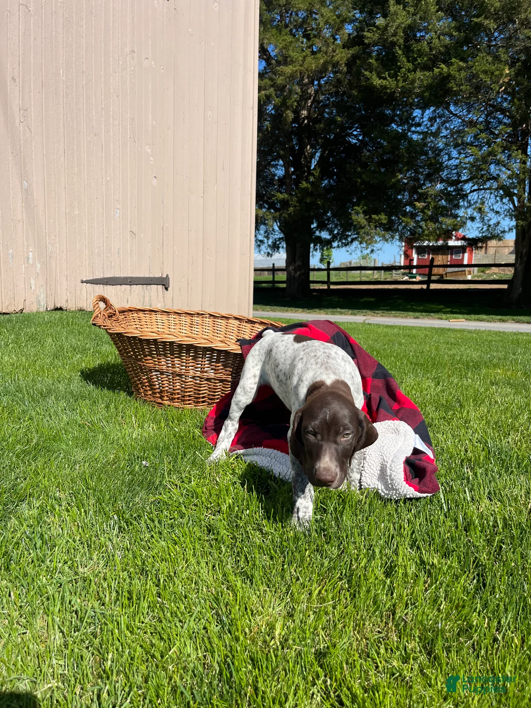 German Shorthaired Pointer dogs for sale: Star❤️AKC Registeted🐾Hip Cert❤️Call 717-621-8986 - Ad 2