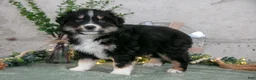 Australian Shepherd dogs for sale: Sully - Ad 1