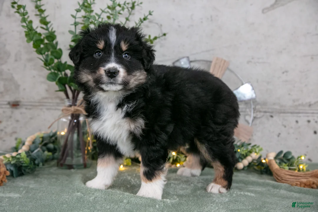 Australian Shepherd dogs for sale: Sully - Ad 1