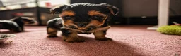 Yorkshire Terrier dogs for sale: Yorkshire Terrier Puppy 1 - Ad 3