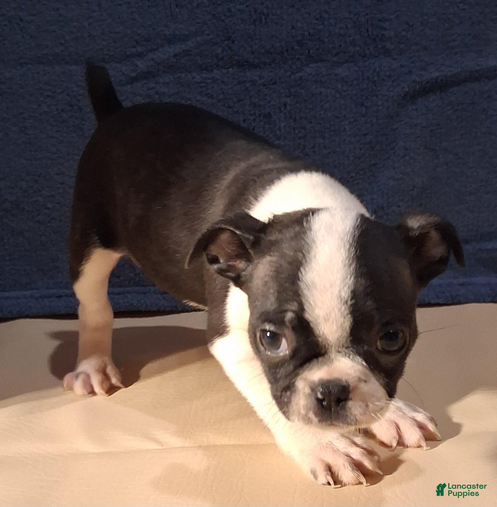 Boston Terrier dogs Emma - Ad 2