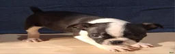 Boston Terrier dogs for sale: Emma - Ad 2