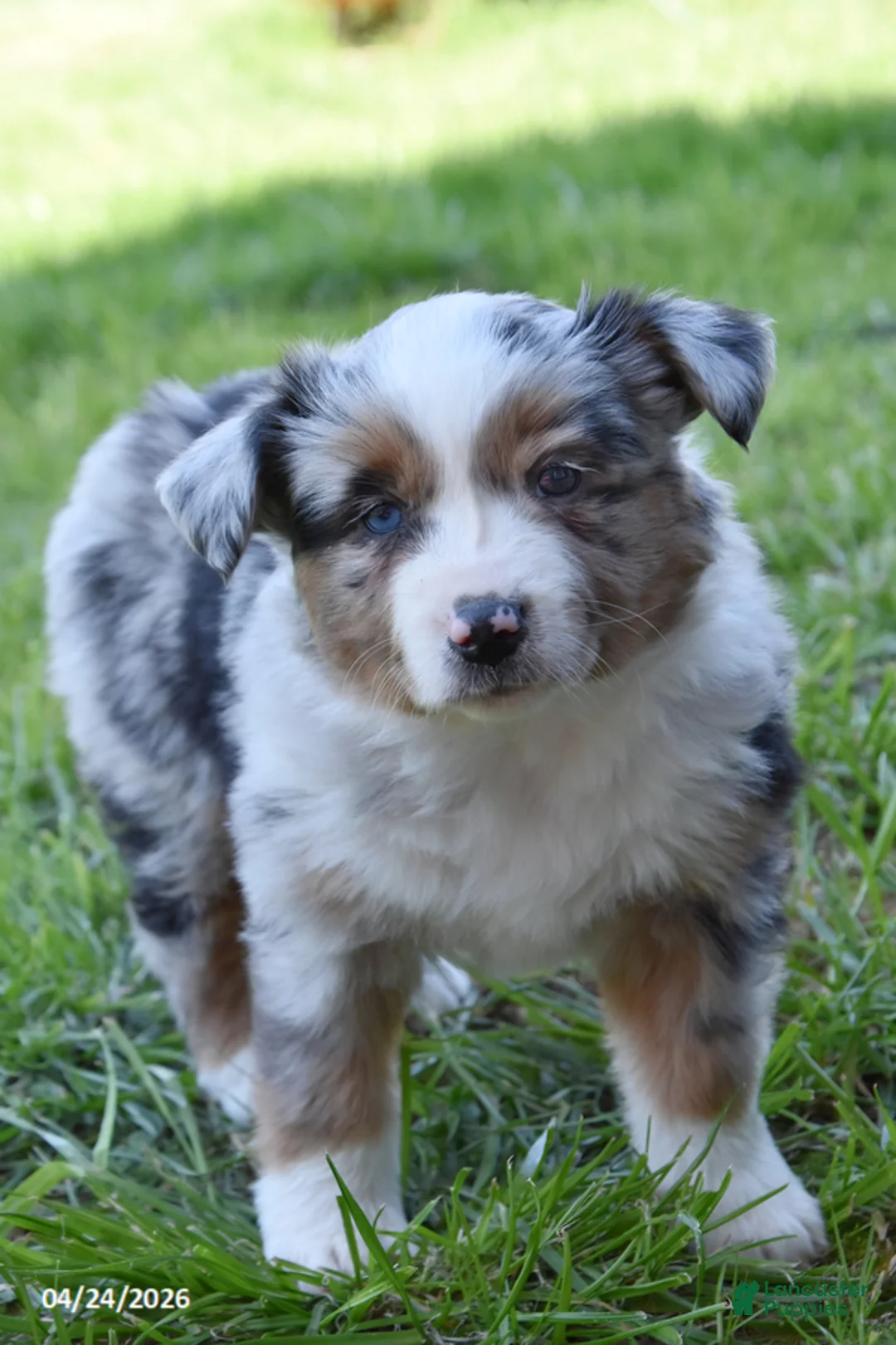 Miniature Australian Shepherd dogs for sale: Strawberry - Ad 3