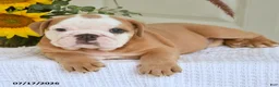 English Bulldog dogs for sale: Travis - Ad 4