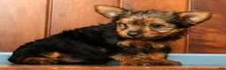 Yorkshire Terrier dogs for sale: Tinker - Ad 9