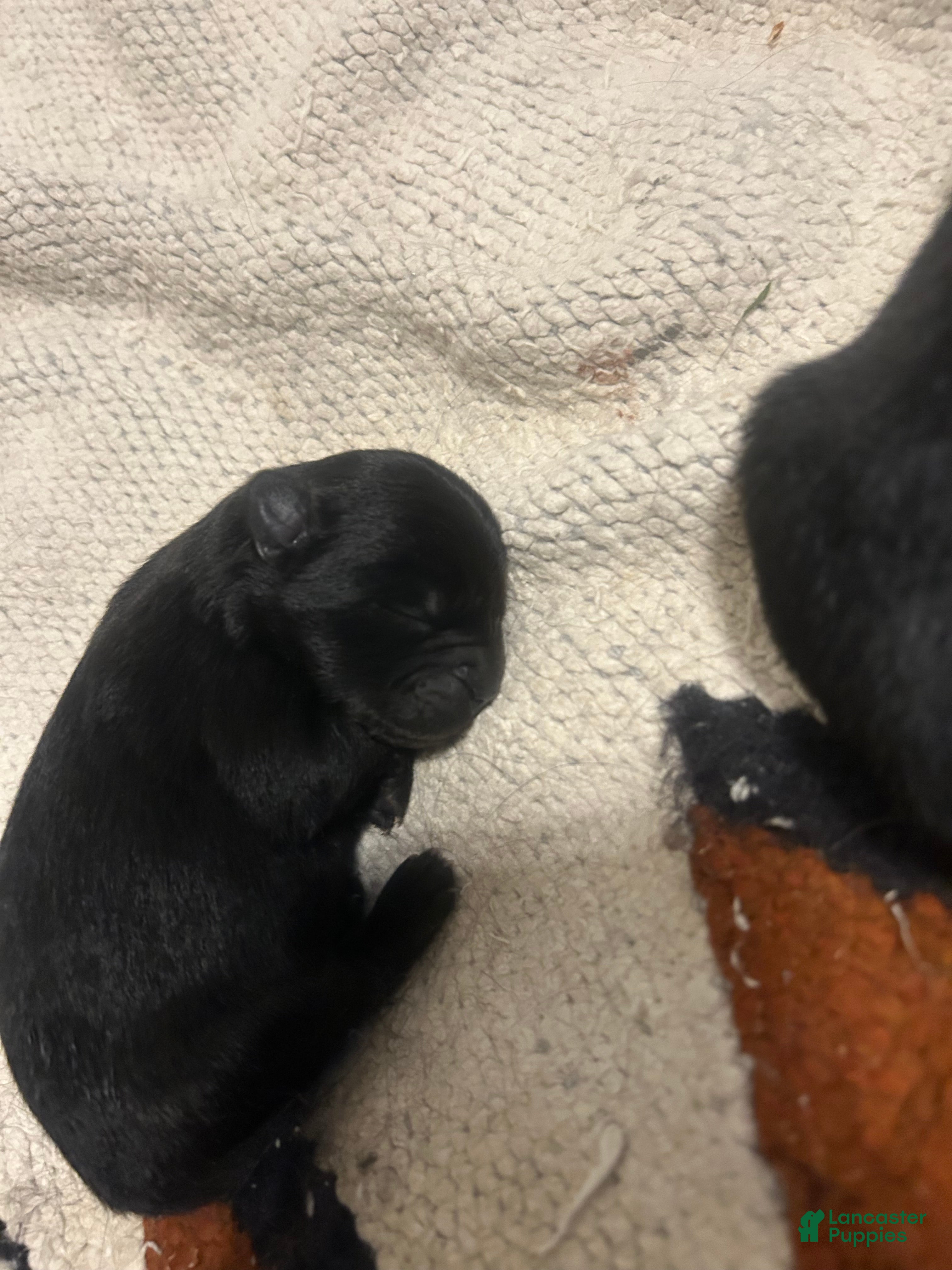Chow Chow dogs for sale: Chow Chow Puppy 3 - Ad 2