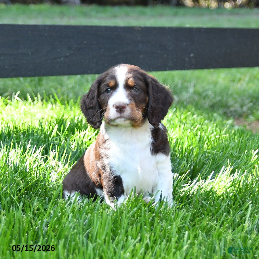 English Springer Spaniel dogs Ginger - Ad 1