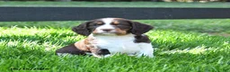 English Springer Spaniel dogs for sale: Ginger - Ad 1