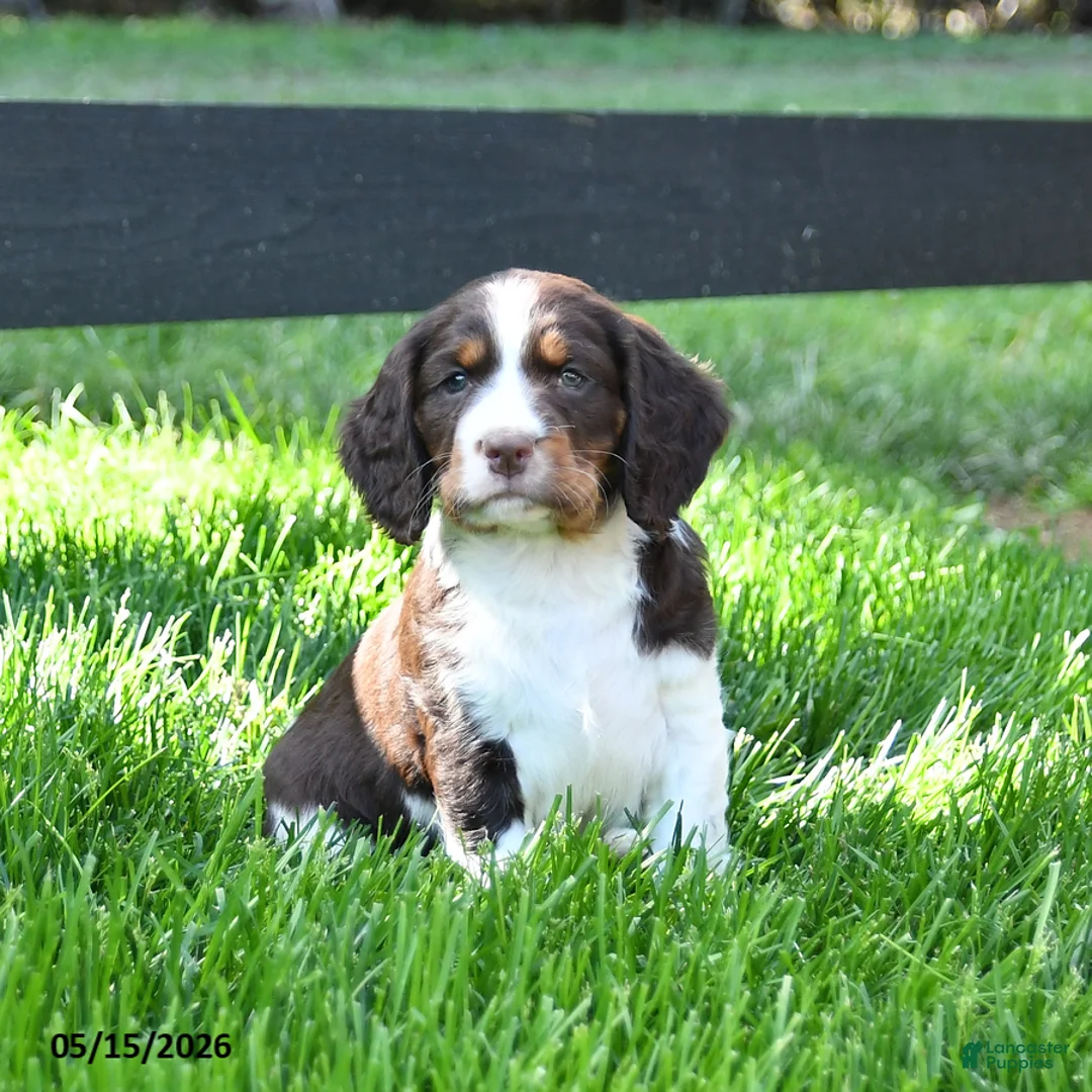 English Springer Spaniel dogs for sale: Ginger - Ad 1