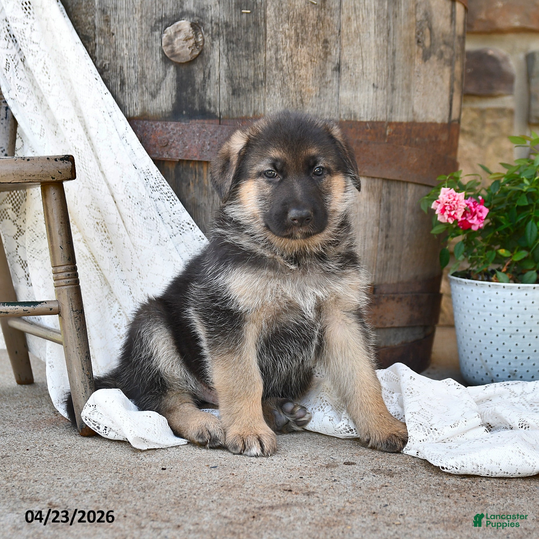 German Shepherd dogs Copper - Ad 1