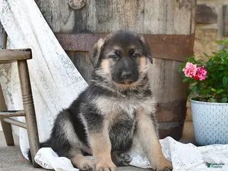 German Shepherd dogs for sale: Copper - Ad 4
