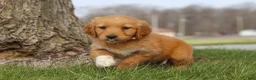 Golden Retriever dogs for sale: Iris - Ad 3