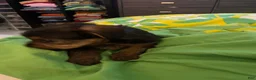Yorkiepoo dogs for sale: Yorkiepoo Puppy 1 - Ad 6