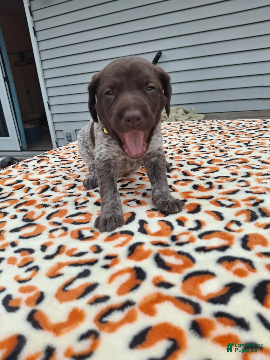 German Shorthaired Pointer dogs for sale: German Shorthaired Pointer Meadow - Ad 1
