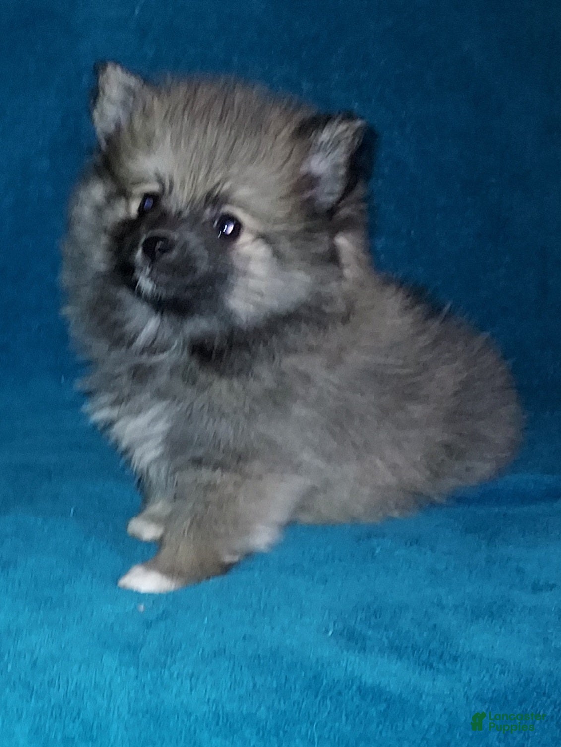 Pomeranian dogs Freddy - Ad 1