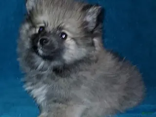 Pomeranian dogs for sale: Freddy - Ad 4