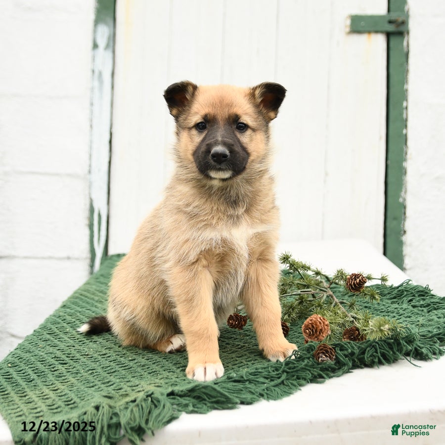 Mixed Breed dogs Bailey - Ad 2