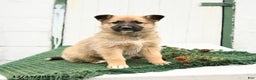 Mixed Breed dogs for sale: Bailey - Ad 2
