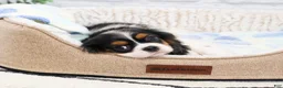 Cavalier King Charles Spaniel dogs for sale: Kaiden - Ad 4