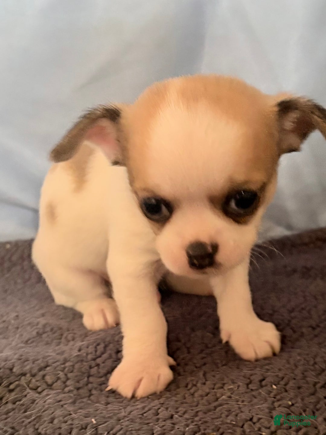 Chihuahua dogs for sale: Chihuahua Puppy 2 - Ad 3