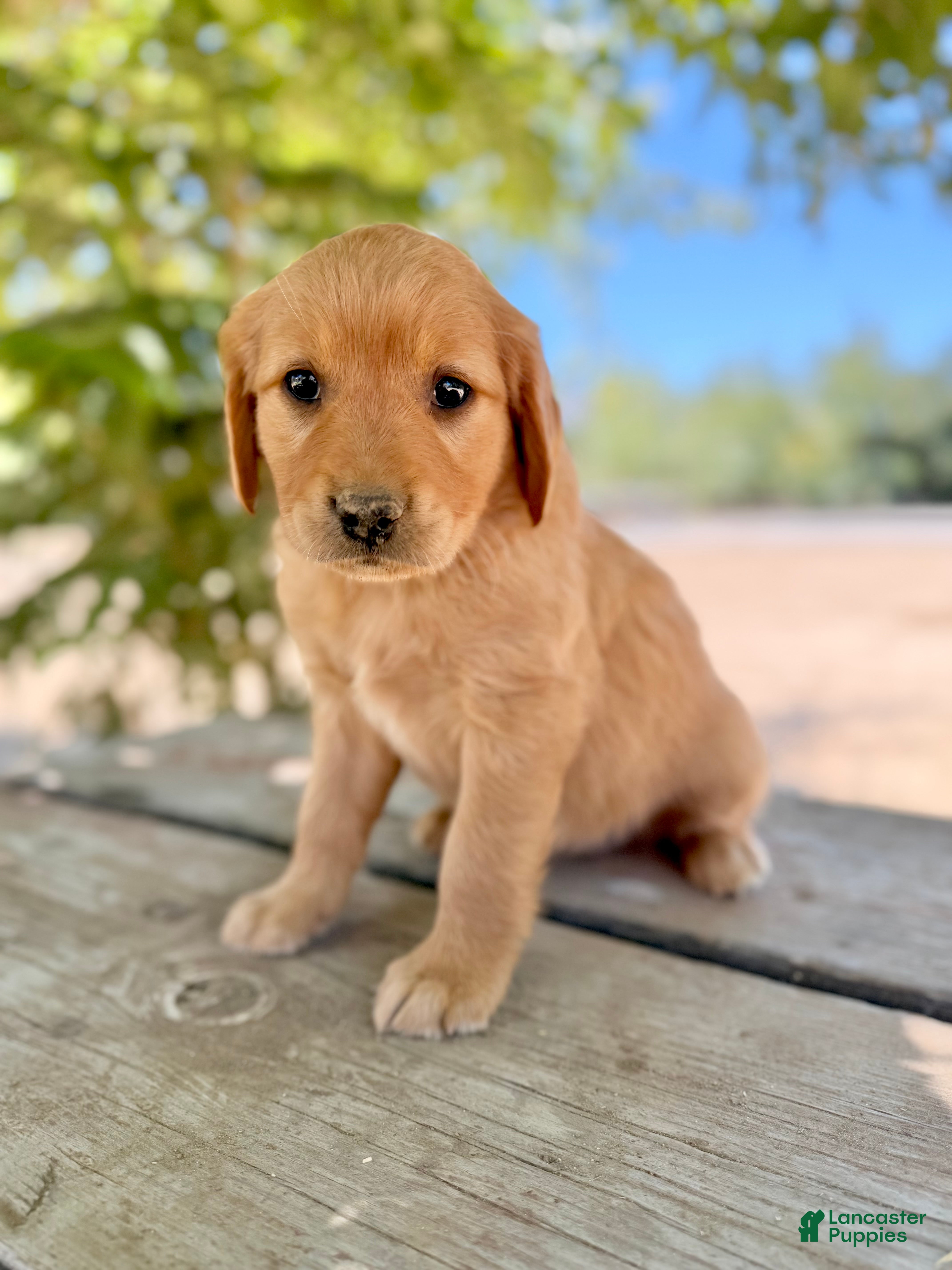 Golden Retriever dogs Golden Retriever 5 - Ad 26
