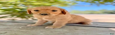 Golden Retriever 5