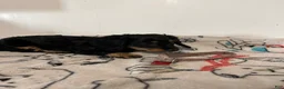 Miniature Dachshund dogs for sale:  Millie - Ad 2