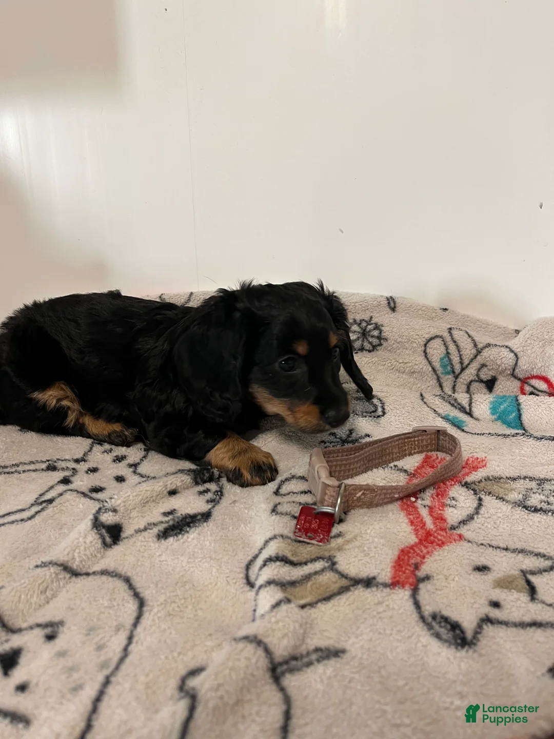 Miniature Dachshund dogs for sale:  Millie - Ad 2