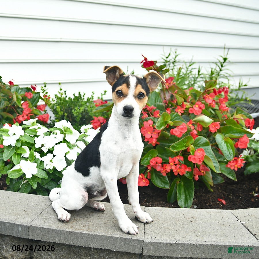 Toy Fox Terrier dogs Dancer  - Ad 1