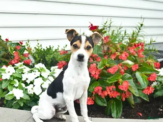 Toy Fox Terrier dogs Dancer - Ad 1