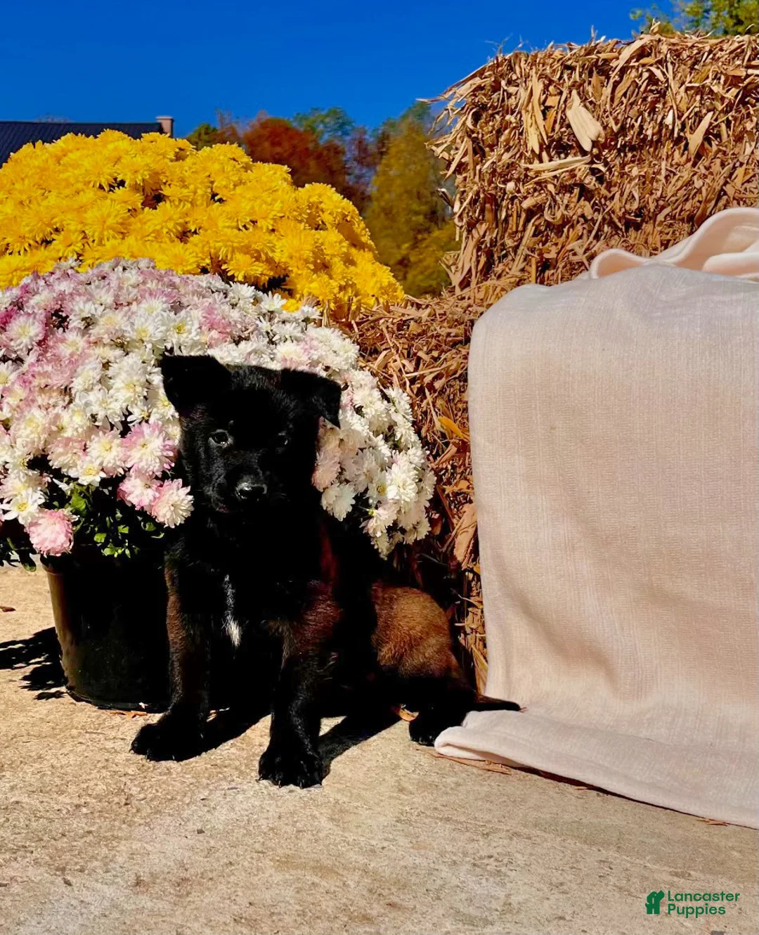 Belgian Malinois dogs for sale: Breeze❤️ mom and dad are there to meet  - Ad 1